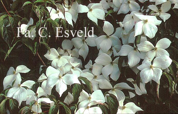 Cornus kousa 'Moonbeam'