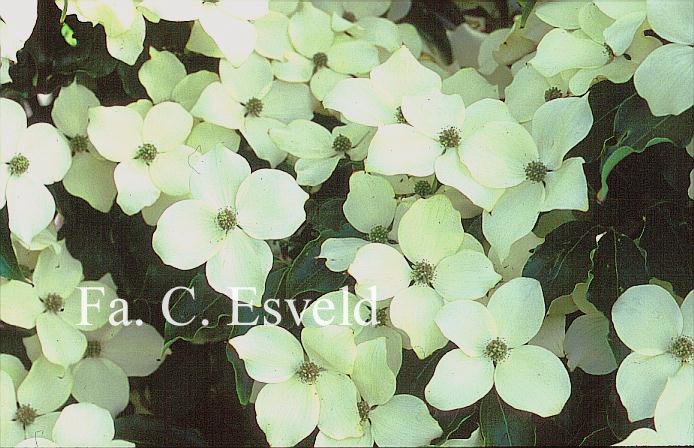 Cornus kousa 'Trinity Star'