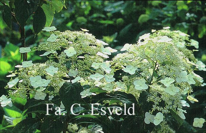 Hydrangea heteromalla 'Jermyn's Lace'