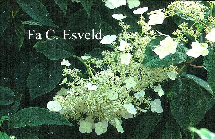 Hydrangea heteromalla 'Jermyn's Lace'