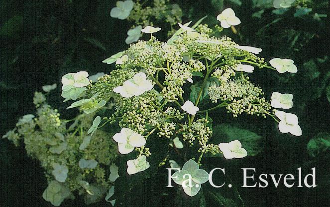 Hydrangea heteromalla 'Jermyn's Lace'