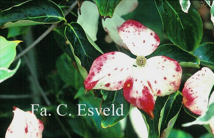 Cornus kousa 'John Slocock'