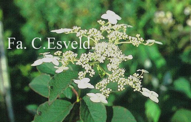 Hydrangea heteromalla 'Bellevue'