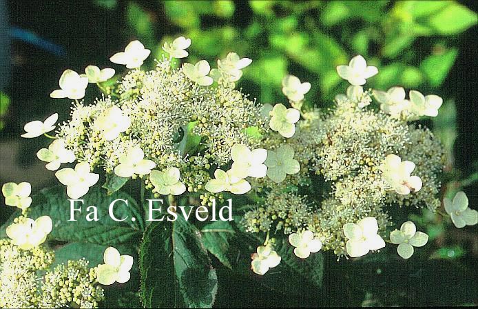 Hydrangea heteromalla 'Gidie'