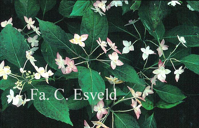 Hydrangea serrata 'Shiro fuji'
