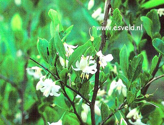 Styrax americanus