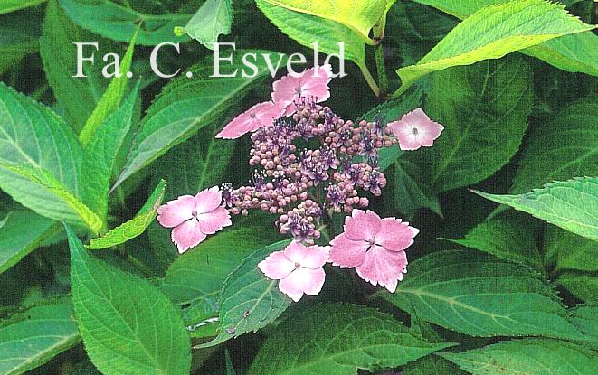 Hydrangea serrata acuminata