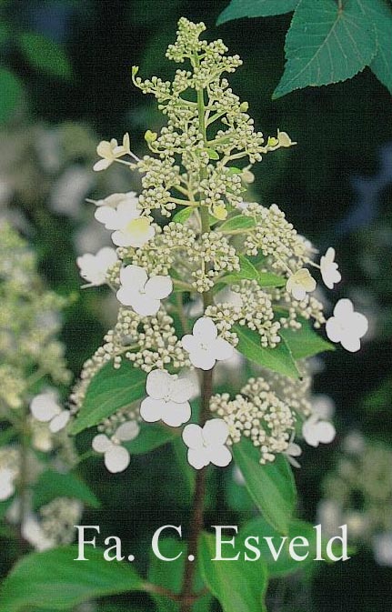 Hydrangea paniculata 'Kyushu'