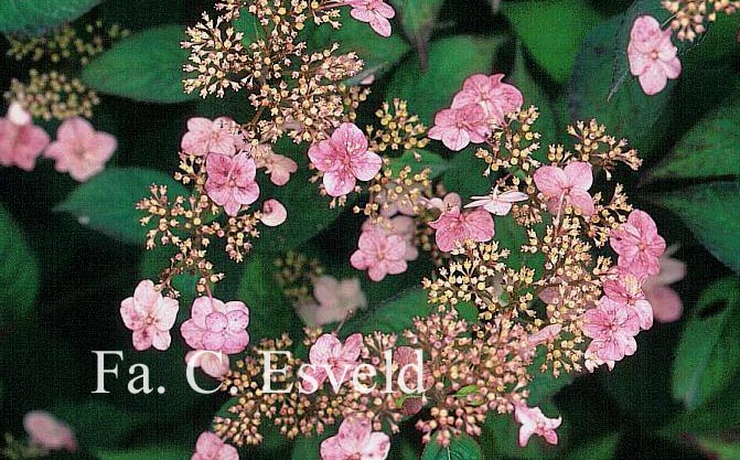 Hydrangea serrata 'Mont Aso'