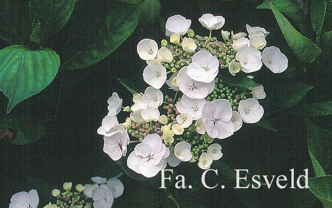 Hydrangea macrophylla 'Veitchii'