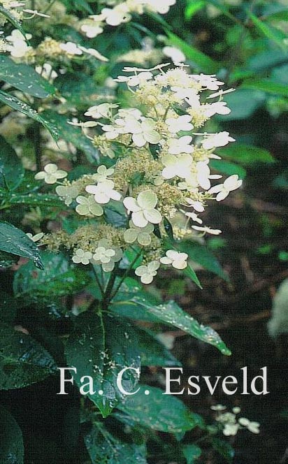 Hydrangea paniculata 'Dharuma'