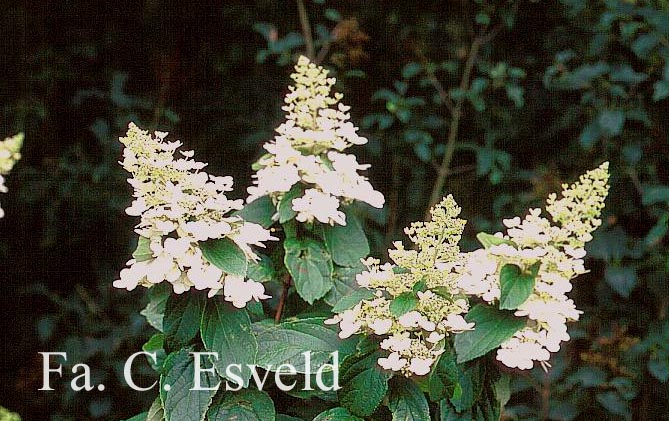 Hydrangea paniculata 'Pee Wee'