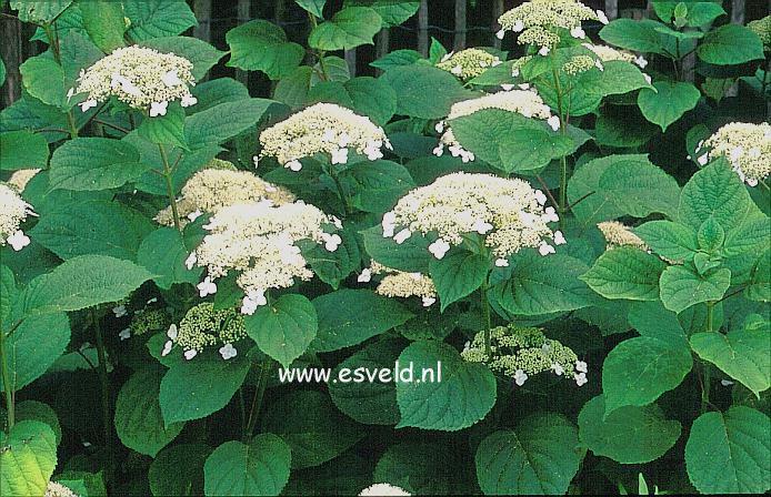 Hydrangea arborescens 'Dardom' (WHITE DOME)