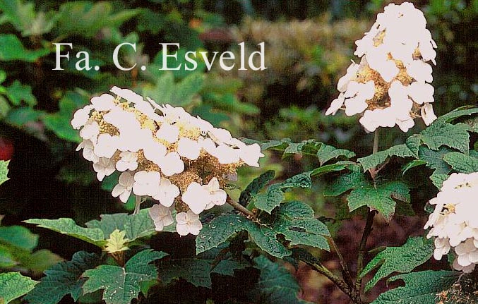 Hydrangea quercifolia 'Applause'