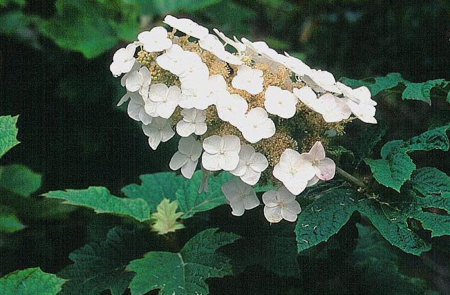 Hydrangea quercifolia 'Applause'