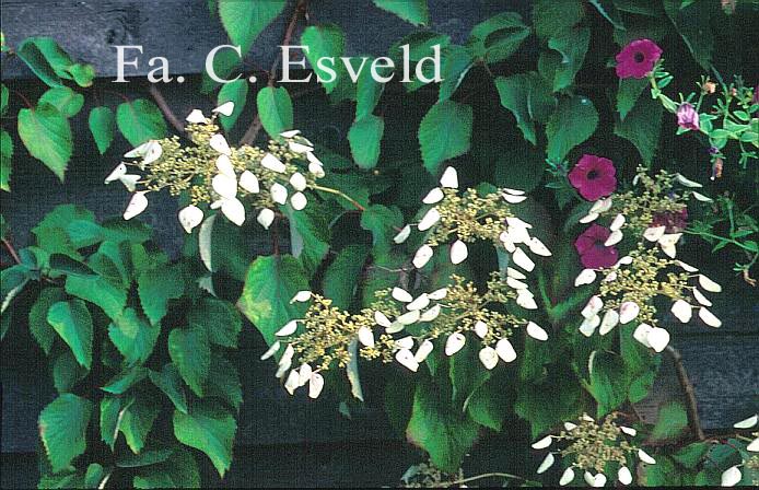 Schizophragma hydrangeoides