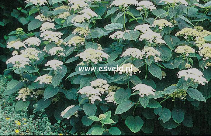 Hydrangea arborescens 'Dardom' (WHITE DOME)