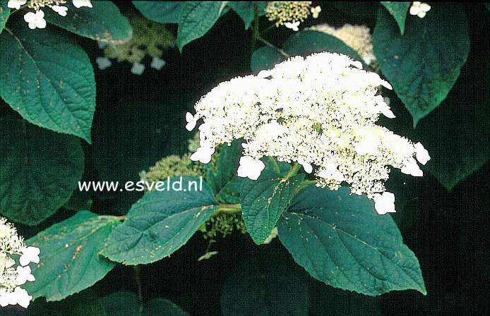 Hydrangea arborescens 'Dardom' (WHITE DOME)