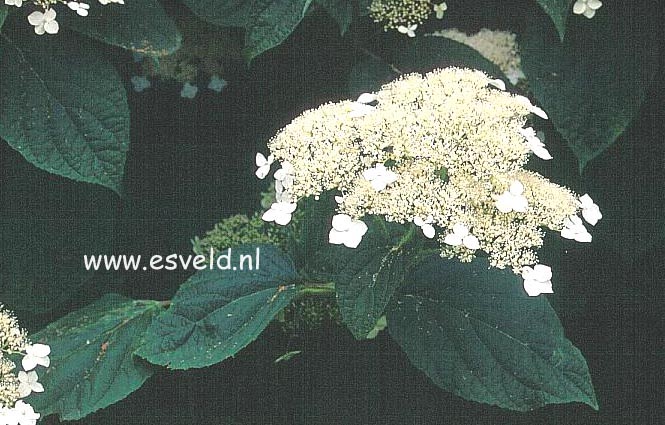 Hydrangea arborescens 'Dardom' (WHITE DOME)