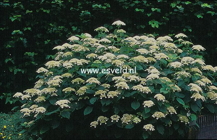 Hydrangea arborescens 'Dardom' (WHITE DOME)