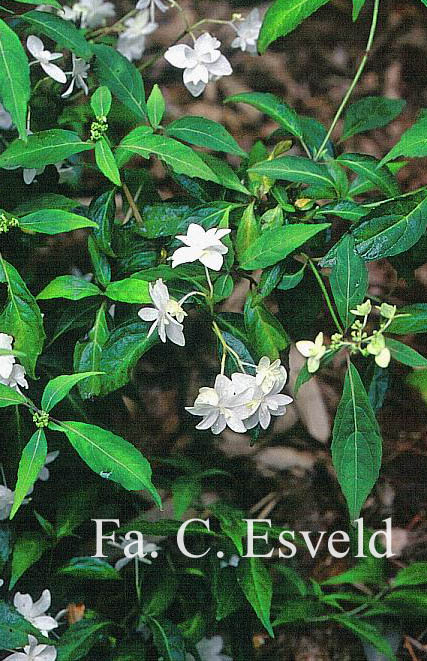 Hydrangea serrata 'Shiro fuji'