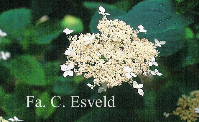 Hydrangea arborescens discolor