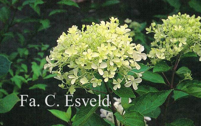 Hydrangea paniculata