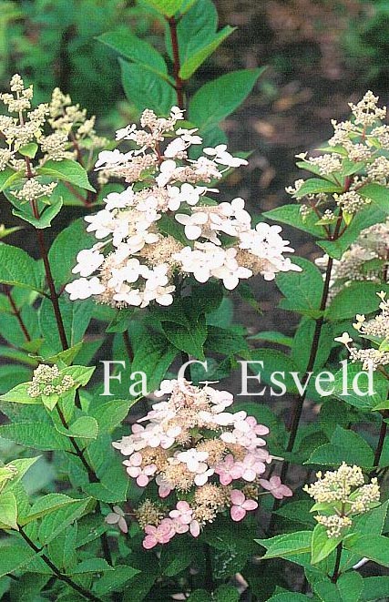 Hydrangea paniculata