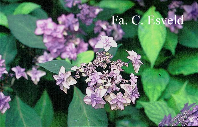 Hydrangea serrata 'Miyama yae murasaki'