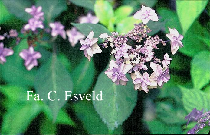 Hydrangea serrata 'Miyama yae murasaki'