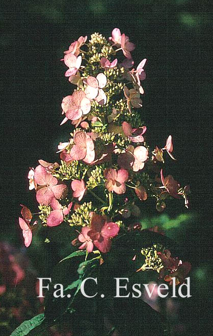 Hydrangea paniculata 'Pink Diamond'