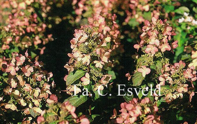 Hydrangea paniculata 'Darlido' (DART'S LITTLE DOT)