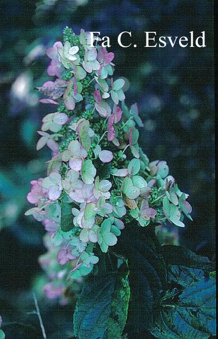 Hydrangea paniculata 'Pee Wee'