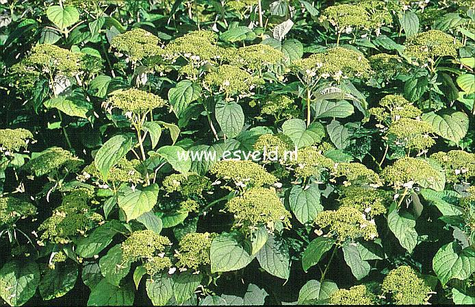 Hydrangea arborescens 'Dardom' (WHITE DOME)