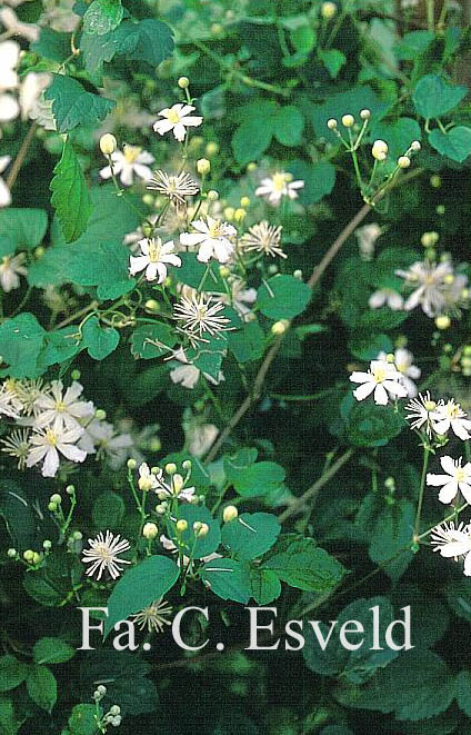 Clematis 'Paul Farges' (SUMMER SNOW)