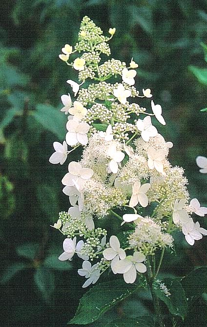 Hydrangea paniculata (National Arboretum) (12242)