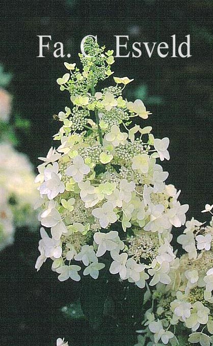 Hydrangea paniculata 'Evereste'