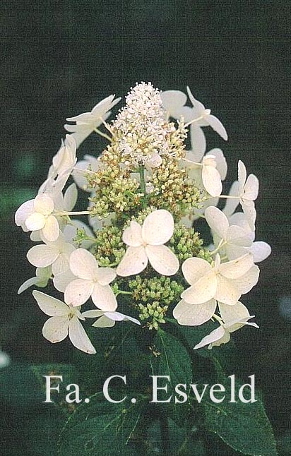 Hydrangea paniculata 'Mid Late Summer'