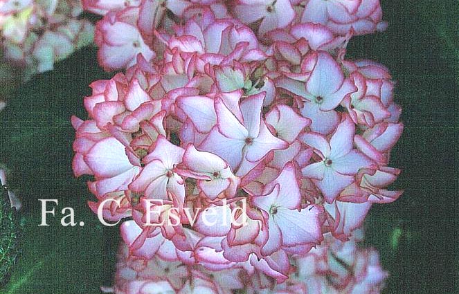 Hydrangea macrophylla 'Mirai'