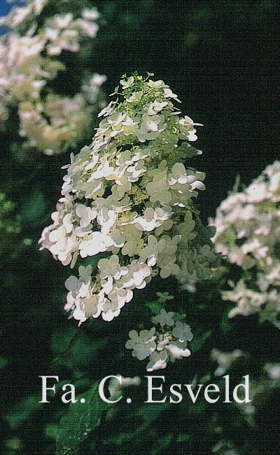 Hydrangea paniculata 'Pink Diamond'