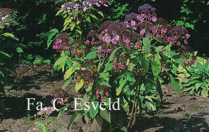 Hydrangea aspera