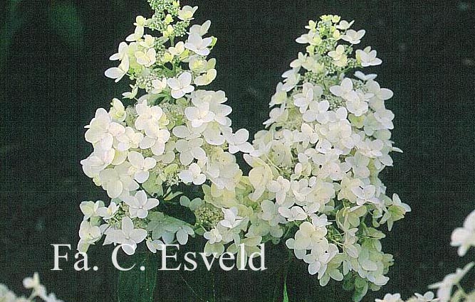 Hydrangea paniculata 'Evereste'