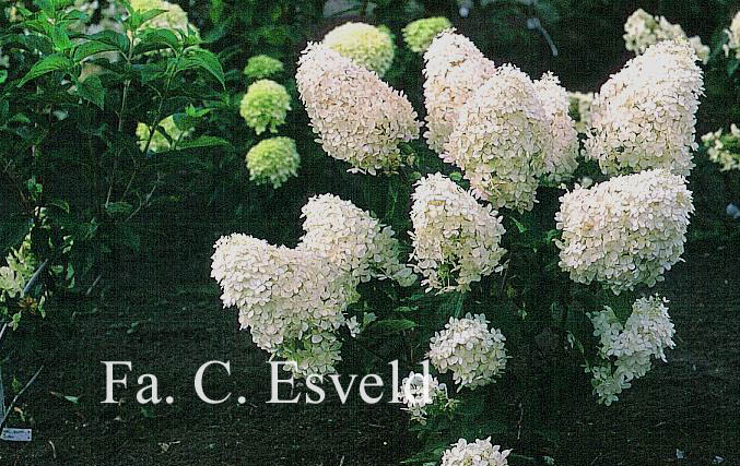 Hydrangea paniculata 'Phantom'