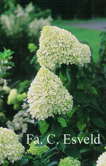 Hydrangea paniculata 'Limelight'