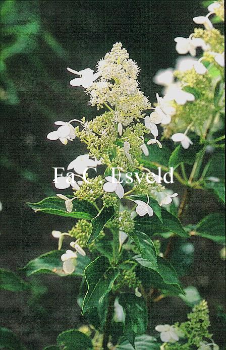 Hydrangea paniculata 'Kyushu'