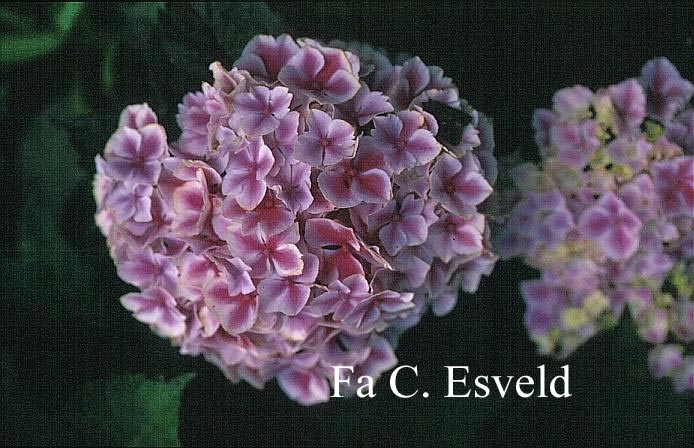 Hydrangea macrophylla 'Frau Taiko' (LADY TAIKO)