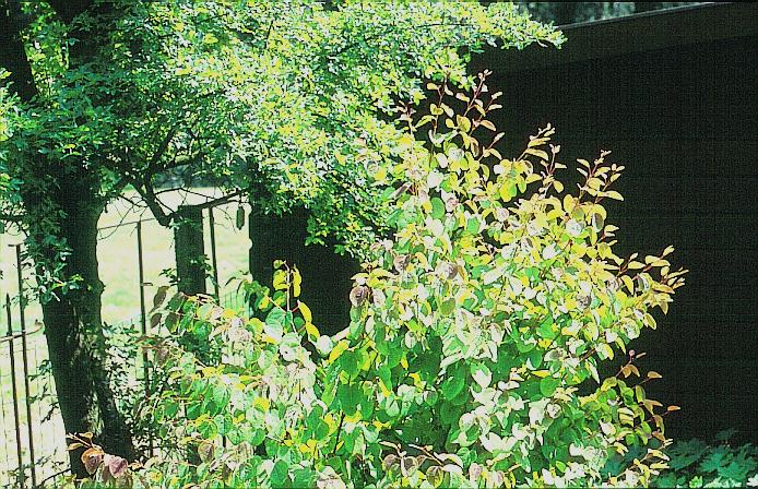 Cercidiphyllum japonicum 'Heronswood Globe'
