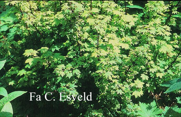 Plantentuin Esveld