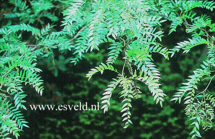Gleditsia aquatica