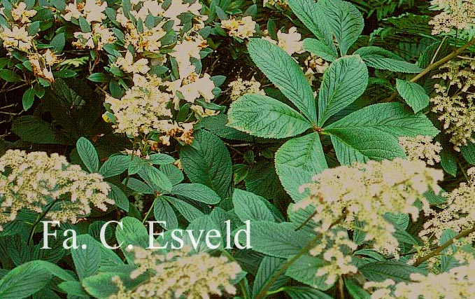 Rodgersia aesculifolia